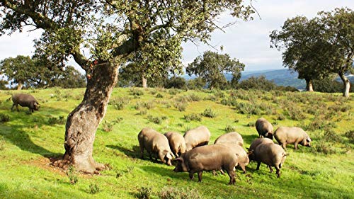 5 Kg. 100% natuurlijke Pata Negra Iberico Ham (schouder) - Iberische varkens gefokt in Dehesas, de genezing is 100% natuurlijk - IBERISCHE CHORIZO + IBERISCHE WORST 1 KG , INSIGNIA IBERICA - Image 6