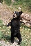Posterazzi Young Black Bear Cub Standing Upright Captive Alaska Wildlife Conservation Center Summer Poster Print, (22 x 34)