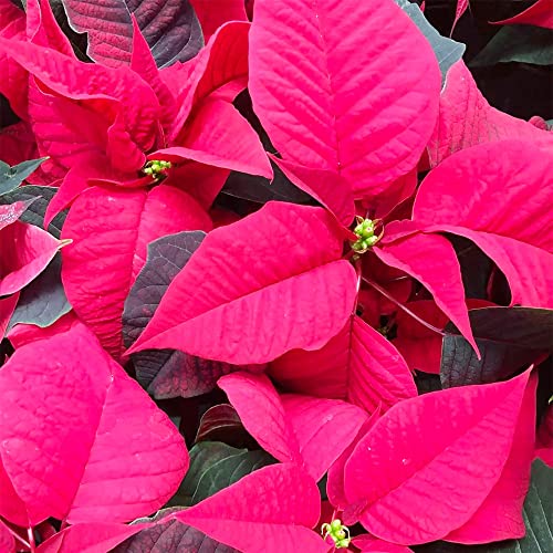 Qauzuy Garden 100 Seeds Poinsettia Mexican Flameleaf Christmas Star Flower Seeds Perennial Showy Shrub Exotic Accent Plant Easy To Grow Attract Pollinators #TOP4