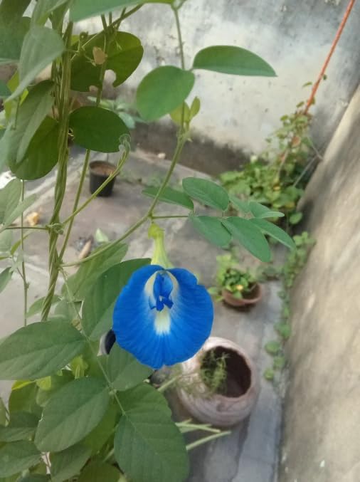Image of LIVE PLANT (SMALL, BLUE APRAJITA)