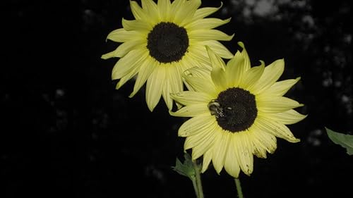 25 semillas de flores italianas de girasol blanco Helianthus Debilis