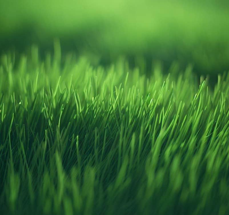 Miniatura 10 de MySeeds.Co - Bahía, Bermudas, Semillas de césped para césped y pasto, pastoreo de ganado, elige color y cantidad (12 libra, Bahía Argentina