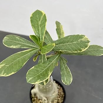 Amazon.co.jp: アデニウム:オベスム サイアムローラ(斑入り Amazon.co.jp: アデニウム:オベスム サイアムローラ(斑入り