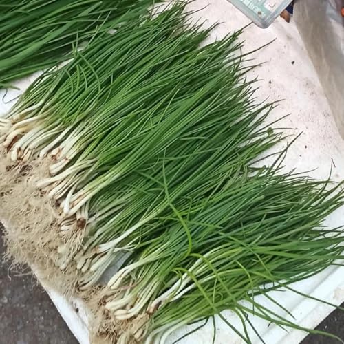 semillas de cebollino perenne, interior cebollinos para camas elevadas, jardín de para balcón, 100pcs