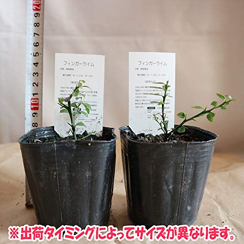 Amazon.co.jp: ITANSE: フィンガーライム