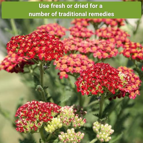 Sow Right Seeds - Common White, Gold & Red Yarrow Seeds for Planting - Non-GMO Heirloom Packets with Instructions to Grow Outdoor Home Garden - Medicinal Herb & Native Wildflower with Fragrant Blooms - Image 5