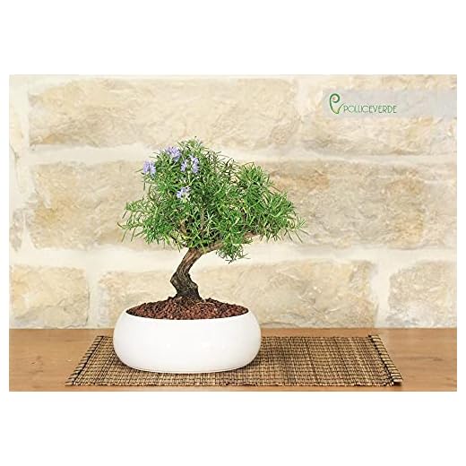 Bonsai di Rosmarino in ciotola bassa