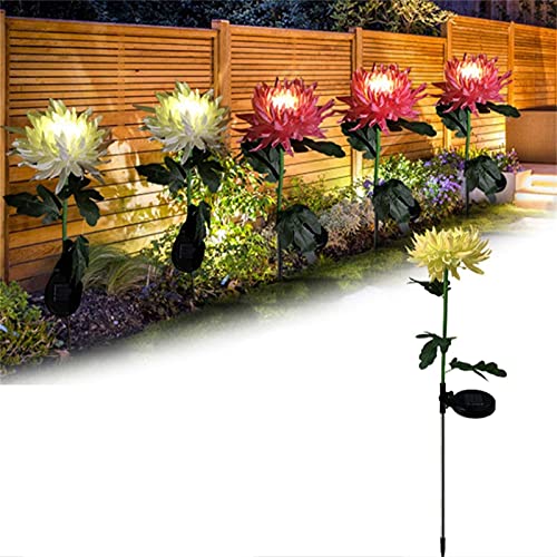 Chrysanthème solaire blanc pour illuminer facilement un jardin sombre