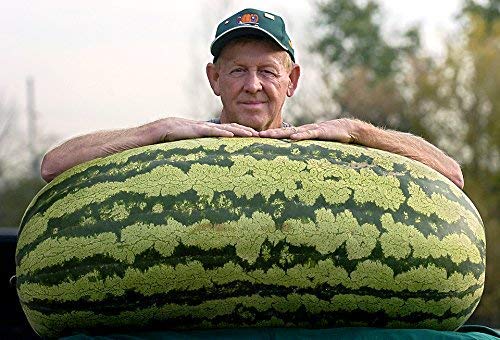 Golden Hills Farm Giant American Watermelons Seeds Delicious Summer Fruit Water Melon 50 Seeds (B07N63KM6H) Amazon Price History, Amazon Price Tracker
