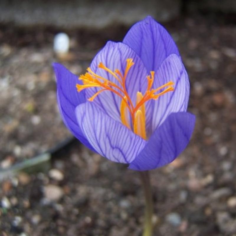Imported flower bulbs Crocus saffron Easy Care and Planting beauties in your own garden Pack Of 3 Crocus Artabir (B0CF2HS9K7) Amazon Price History, Amazon Price Tracker
