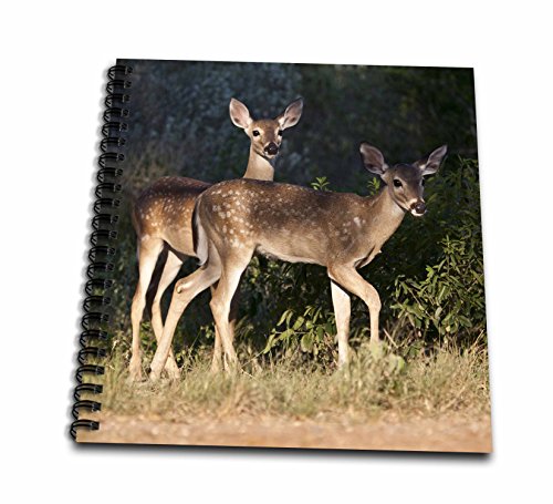 Livre de mémoire cerf à queue blanche grand format à couverture rigide d'artiste - 2