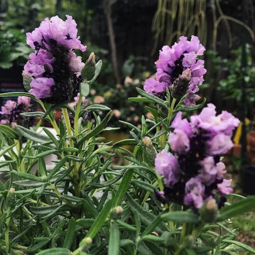 semillas resistentes de lavanda exóticas resistentes lavanda jardín cobertura del suelo perennes interior, silvestres 250pcs