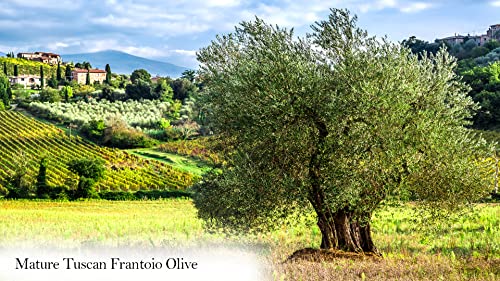 Plantogram Live Frantoio Olive Container Plant Tree 2-3 Feet Tall For Indoor Or Outdoor Gift #TOP3