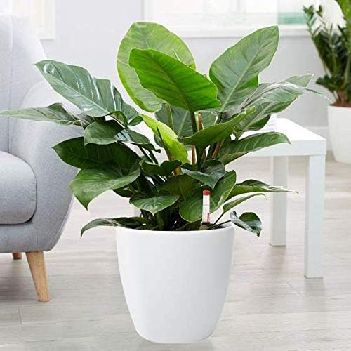 Miniatura 6 de Maceta de riego automático de 7 pulgadas con fibra de coco y piedra de espuma e indicador de nivel de agua, maceta decorativa fácil y moderna para