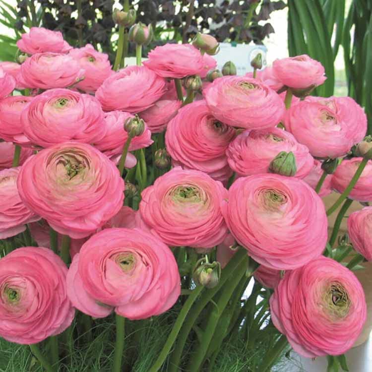 Ranunculus Plant Live BY Zabbus Pink (B0BQ8SXQYB) Amazon Price History, Amazon Price Tracker
