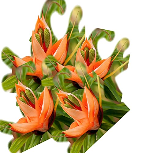 TOOBA KEWRA Water 260ML/KEVDA Water - Afbeelding 3