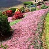 Vivaces et qualité garantie : en tant que plante vivace, elle reste dans le jardin pendant des années et couvre une grande surface avec seulement quelques milliers de graines. Si le paquet est endommagé, la quantité est insuffisante ou que les graines ne germent pas, nous les remplacerons gratuitement – notre support est là pour vous 7 jours par semaine, 24 heures par jour !