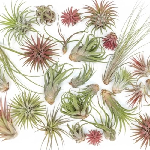 Tillandsia Air Plants, Live Succulents Indoor Plants, Assorted Airplants Variety for Decoration, Terrariums, and Office (12)