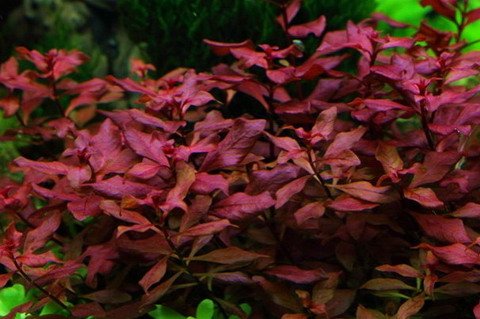 WFW wasserflora Kleine Weinrote Ludwigie/Ludwigia sp. Super Red - Super Rot im Topf
