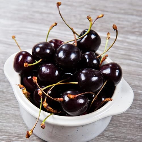 Black Cherry Tree Live Plant 2 To 3 Ft Tall, Sweet Cherry Fruits For Planting Ornaments Perennial Garden Simple To Grow Pots Gifts #TOP4