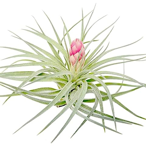 Large Air Plants - 3 Hybrid No. 1-4 to 6 Inch Air Plant - Color & Form Varies by Season - 30 Day Guarantee on Tillandsia from The Drunken Gnome (3, One Size 4-6") Cover