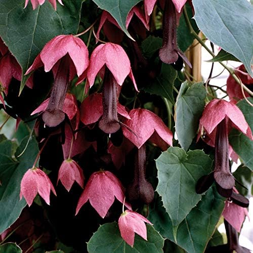 Park Seed s Rhodochiton Atrosanguineum Purple Bell Vine