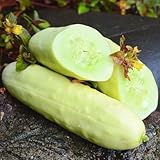 10 seeds of cucumber martini