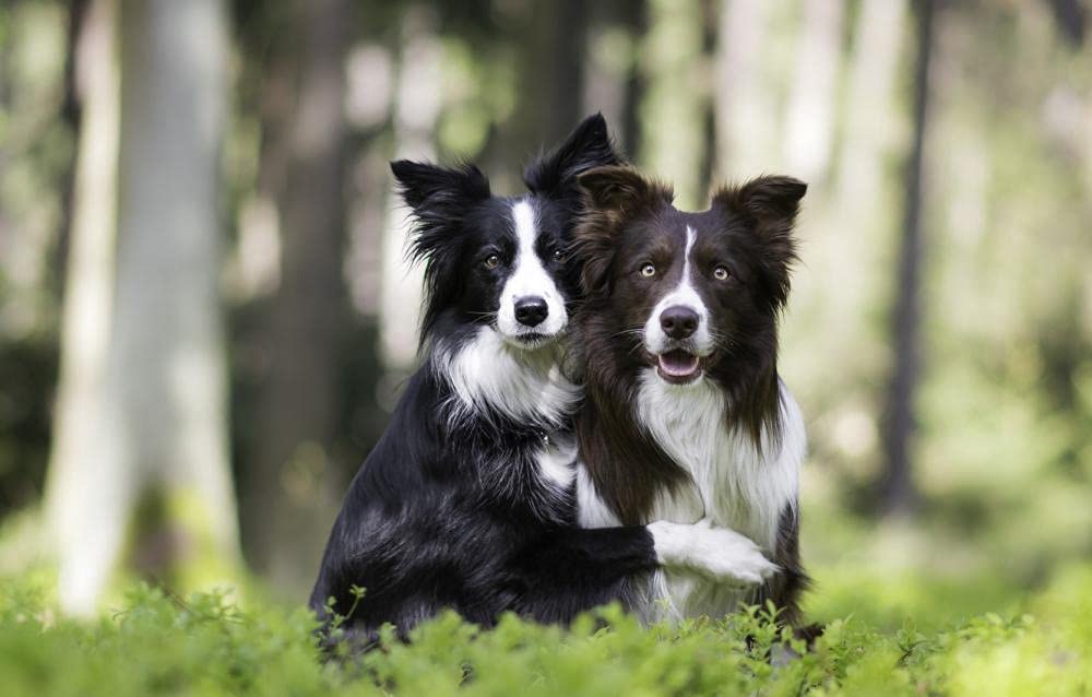 Puzzle Border Collie Caduto 1000 Pezzi Per Adulti, Con Poster 1:1, Giochi Educativi Antistress E Decorativo Da Scrivania