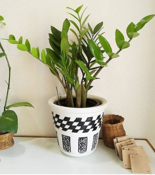Cloud Farm ZZ (Zamioculcas Zamiifolia) Indoor Air Purifying Plant, Low