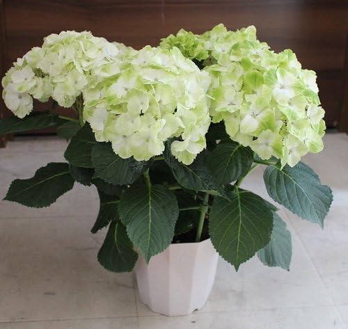 Amazon あじさい マジカルシリーズハイドランジア きれいな秋色も楽しめまず 色が変わるあじさい きれいな秋色も楽しめます プレゼントに ご自宅用に です 観葉植物 オンライン通販 Amazon あじさい マジカルシリーズハイドランジア きれいな秋色も楽しめまず 色が変わるあじさい きれいな秋色も楽しめます プレゼントに ご自宅用に です 観葉植物 オンライン通販