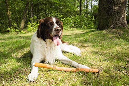 Beeztees Sumo Fit Stick, Hundespielzeug, Gummi, orange, 50 cm