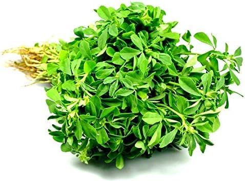 200+ Non-GMO Heirloom Fenugreek Seeds | High Germination | Canadian Climate Friendly | Home Garden & Culinary Delights