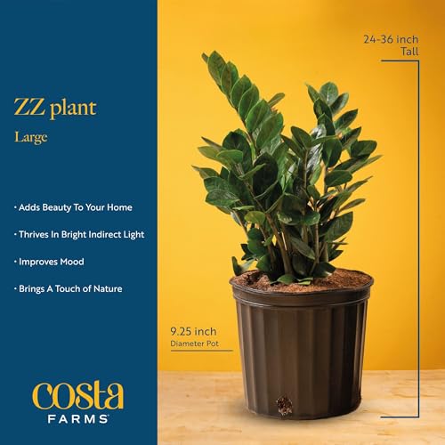 Image of Costa Farms ZZ Live Plant in Decorative Pot, Easy to Maintain, Large Air Purifying Indoor Houseplant, Perfect for Home, Room, or Office Decor, Great House Warming or Birthday Gift, 2-3 Feet Tall