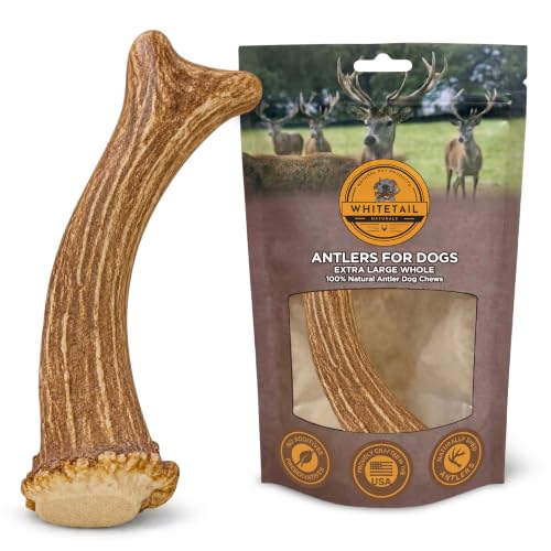 WhiteTail Naturals XL Whole Deer Antler for Extra Large Dogs - 7-8"