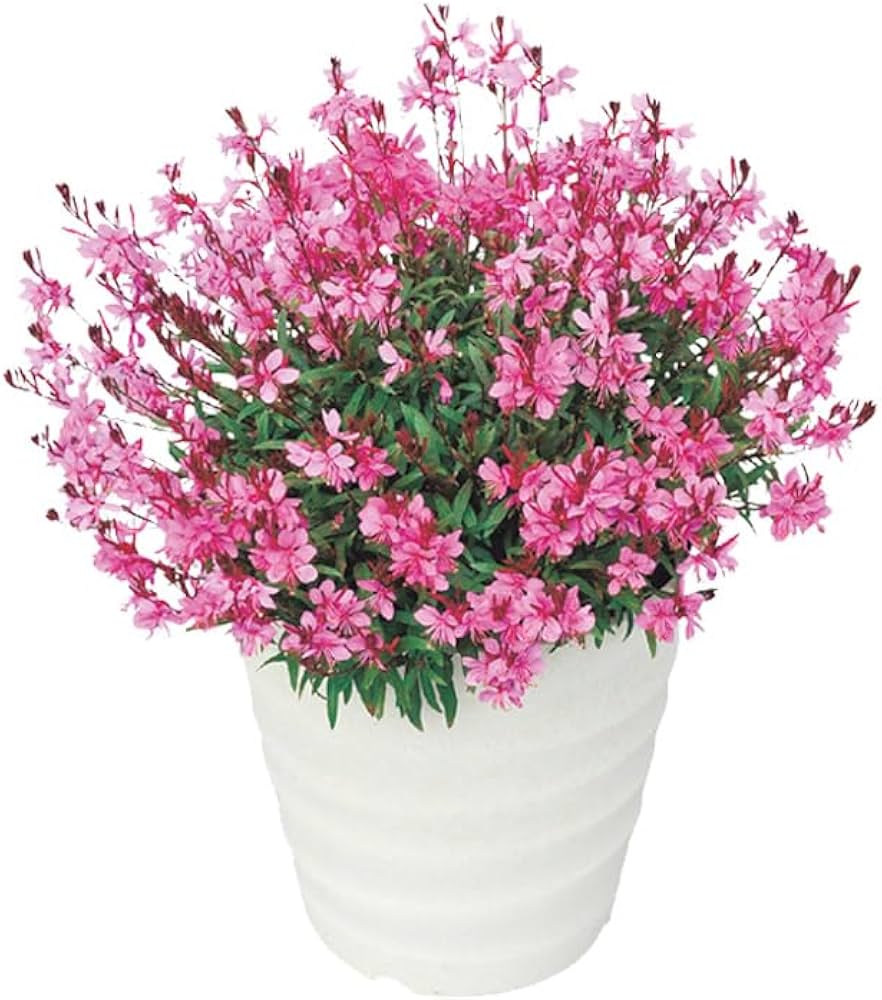 Amazon.co.jp: 花苗 宿根草 苗 ガウラ リリポップピンク 9cmポット