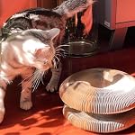 Magic Organ Cat Toy, 1PC Magic Organ Cat Scratching Board, Magic Organ Cat Scratch Board Cat Toy with Bell Cat Grinding Claw, Foldable Magnetic Corrugated Paper Circular (Classic, Count, 1) - Image 6