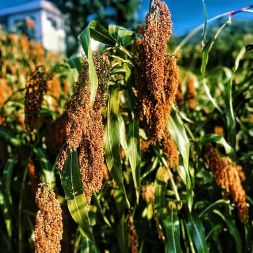 Semillas de sorgo, Sorgo bicolor, resistentes para el jardín semillas de balcón orgánicas 500pcs