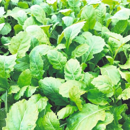 Rocket ‘Scorpion’ Seeds – Hardy Annual Salad Leaves, Spicy Mustardy Flavour, Ideal for Containers, Microgreens & Edible Flowers, 1 x Packet 1000 Seeds, by Thompson & Morgan