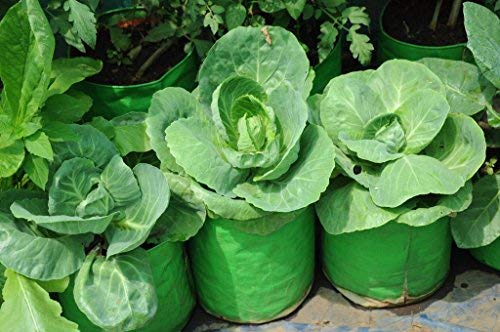 Image of Bio Blooms Round HDPE Plant Grow Bag for Terrace & Kitchen Gardening| Pack of 5| 12x12|200 GSM Heavy Duty Outdoor Grow Bag | Durable Planter for Vegetables, Flowers & Plants (Green & Orange)