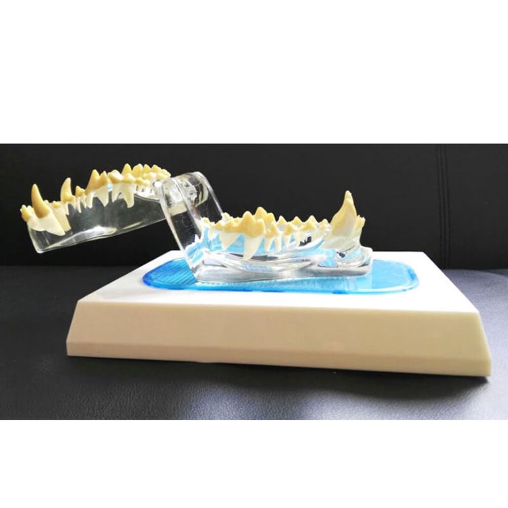 Modelo Transparente de Dientes de Perro - Modelo de Dientes de Mascota de Anatomía Animal - Proposición de Demostración Decoración de Oficina para Clínicas Veterinarias, Laboratorios Escolares