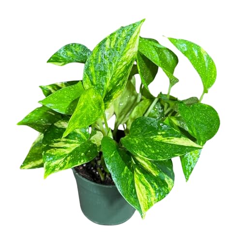 PLANTVERS Golden Pothos in a 4' Nursery Pot – Epipremnum Aureum...
