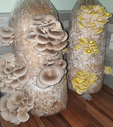 Mushroom Growing Straw Log Twin Kits - Gold Oyster & Florida Oyster - XX-Large, 1 Meter Long, Easy to Grow and Fun