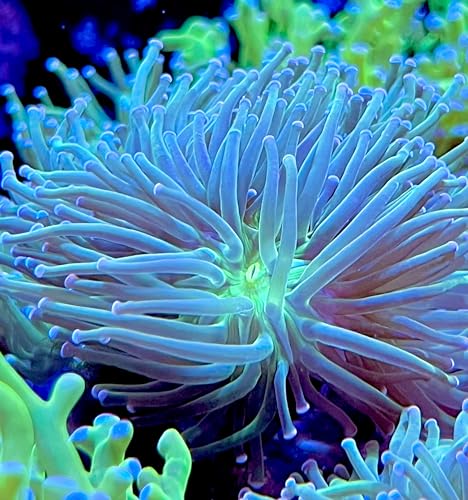 coralSLover Live Saltwater Coral Frag - Neon Green Torch with Pink Tips (Frag)