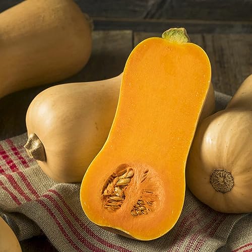 Pumpkin Waltham Butternut 10 Seeds Vegetable Garden