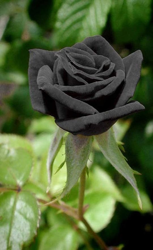 BeGrin Black Rose Live Grafted Plant Rosa Rubiginosa Deri Rose Golap Live Flower Plant 1-2 ft (B0D1698F4P) Amazon Price History, Amazon Price Tracker