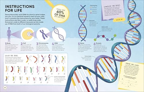 Brain Booster Human Body: Over 100 Mind-Boggling Activities that Make Learning Easy and Fun (DK Brain Booster) - Image 5