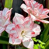 2 piezas bulbo de amarilis, bulbos de amarilis, flores amigables con las abejas flores de otoño Comprar bulbos de amarilis - Hippeastrum rutilum - plantas hidropónicas bulbos perennes