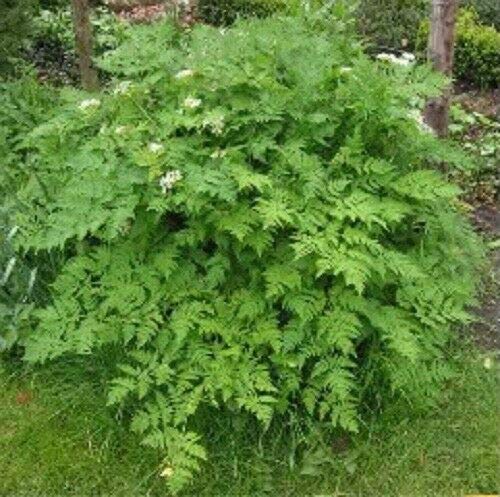 Chervil Gourmet Parsley Anthriscus Herb Flower Jocad (150 Seed) #TOP3