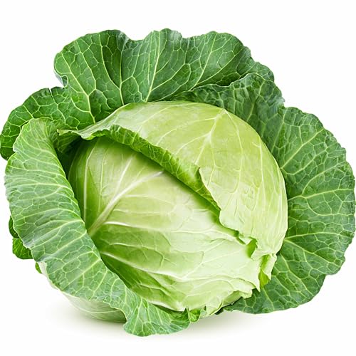 500 Cabbage Seeds for Planting Golden Acre Heirloom Non-GMO USA Grown Premium Waterproof Protective Packaging by RDR Seeds