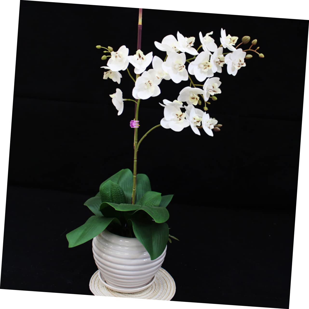 Gatuida 10 Ensembles Agrafe D'orchidée Clip De Support pour Plantes Grimpantes Clips De Support pour Plantes Piquets De Support pour Plantes Propagation Clips De Jardinage 120 Pièces * 10